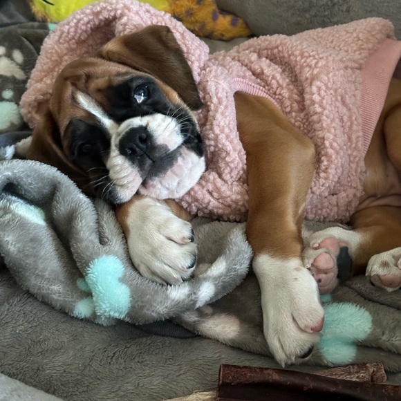 Dog - Picture 13 of 13